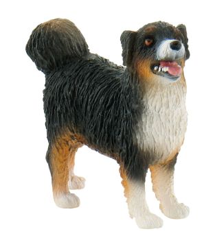 BUL62603 - AUSTRALIAN SHEPHERD