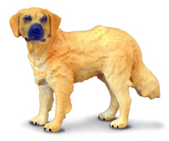 COLL88116 - Dog Golden Retriever