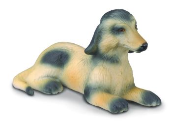 COLL88174 - Afghan Greyhound Puppy
