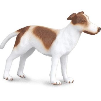 COLL88188 - Greyhound Puppy