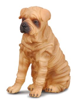 COLL88193 - Sharpei Dog