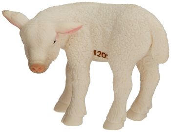 COLL88392 - Lamb looking back