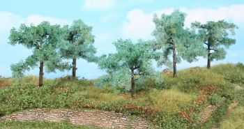 HEK1773 - 5 olive trees 8-10 cm