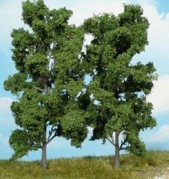 HEK1912 - 2 Beech trees 18 cm