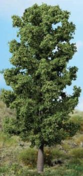 HEK1981 - Beech trees 20 cm