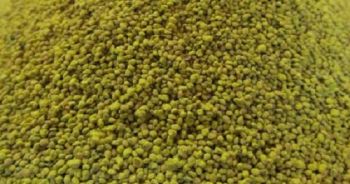 JUW23305 - 150g bag of Corn Grains