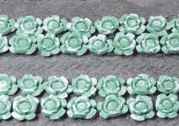 JUW23364 - 72 cabbage