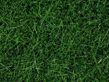 NOC07094 - Pot wildgrass 100g