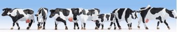 NOC15725 - Holstein cow