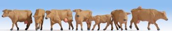 NOC15727 - Cows, brunettes