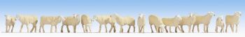 NOC15749 - sheep