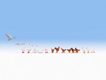 NOC15772 - 8 geese and 9 chicken