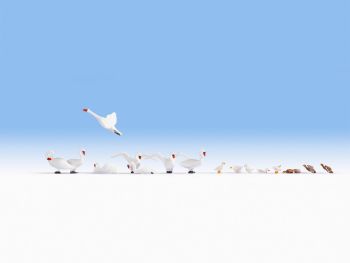 NOC15774 - Duck and swans