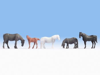 NOC18215 - 5 horses