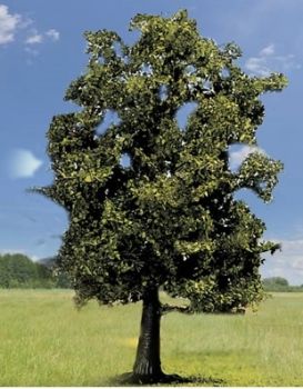 NOC21690 - Beech - 13 cm