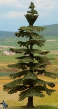 NOC21823 - Nordmann fir 14,5 cm