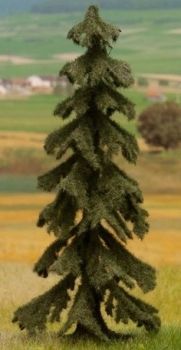 NOC21922 - Red fir 14.5 cm