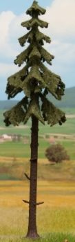 NOC21927 - Red fir with high stem 18.5 cm