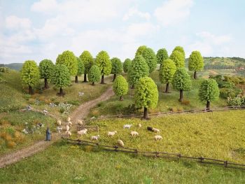 NOC26901 - 10 Hardwood trees - 5 - 9 cm
