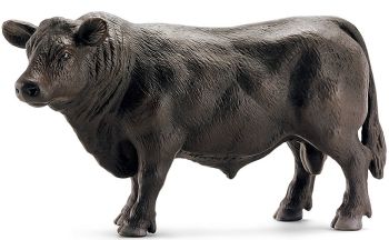 SHL13766 - Angus bull