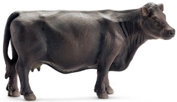 SHL13767 - Angus cow
