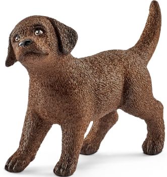 SHL13835 - Labrador Retriever puppy