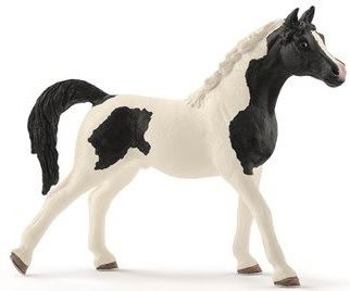 SHL13840 - Pintabian stallion
