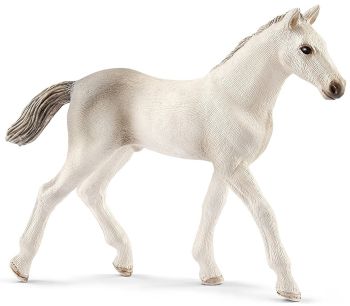 SHL13860 - Holstein Foal