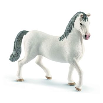 SHL13887 - Lipizzan stallion