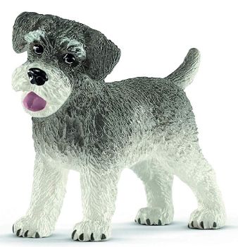 SHL13892 - Dwarf Schnauzer