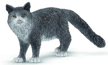 SHL13893 - Maine Coon Cat