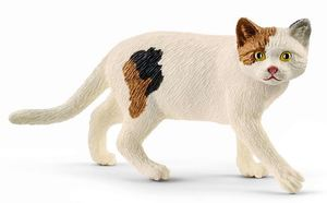 SHL13894 - American shorthair cat