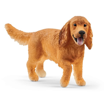 SHL13896 - English cocker spaniel - COMING SOON