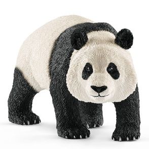 SHL14772 - Giant panda male