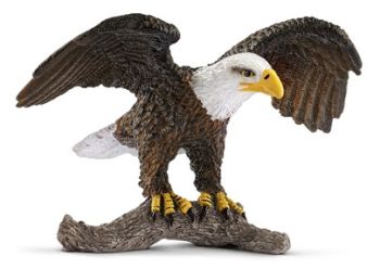 SHL14780 - Bald Eagle