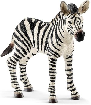 SHL14811 - Young zebra