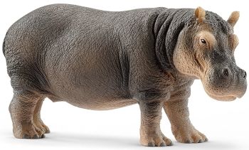 SHL14814 - hippopotamus