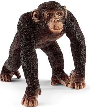 SHL14817 - Male Chimpanzee
