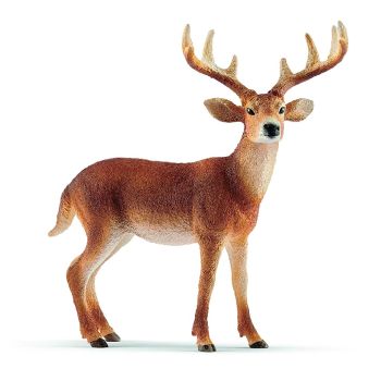 SHL14818 - Virginia deer