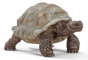 SHL14824 - Giant tortoise