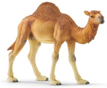 SHL14832 - Camel