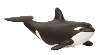 SHL14836 - Baby killer whale - COMING SOON