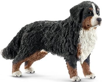 SHL16397 - Bernese mountain dog female