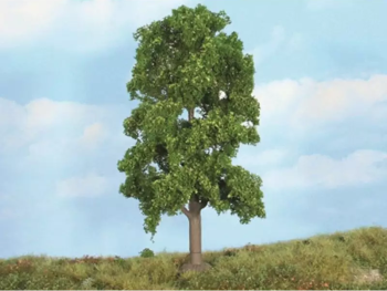 HEK19104 - Linden tree 18 cm