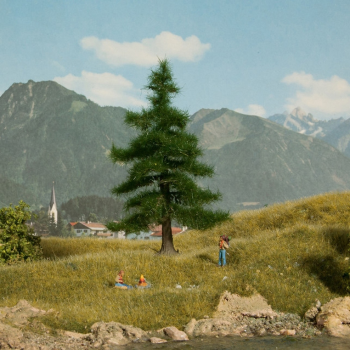 NOC21810 - Nordmann fir 12 cm