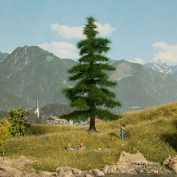 NOC21811 - Nordmann fir 14.5 cm