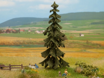 NOC21922 - Red fir 14.5 cm