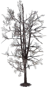 NOC22020 - Tree structure - Lime tree 18.5 cm